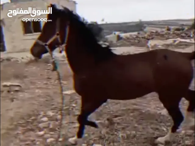 الحصان للبيع