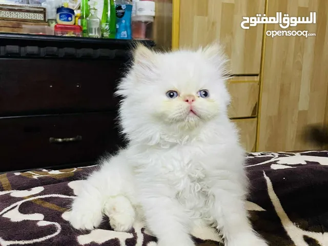 هملايا اورنج العمر شهرين