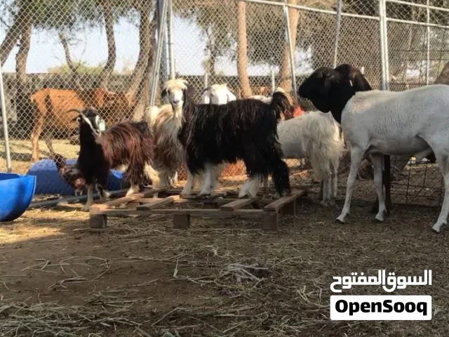 اضاحي حوالي مطعومه