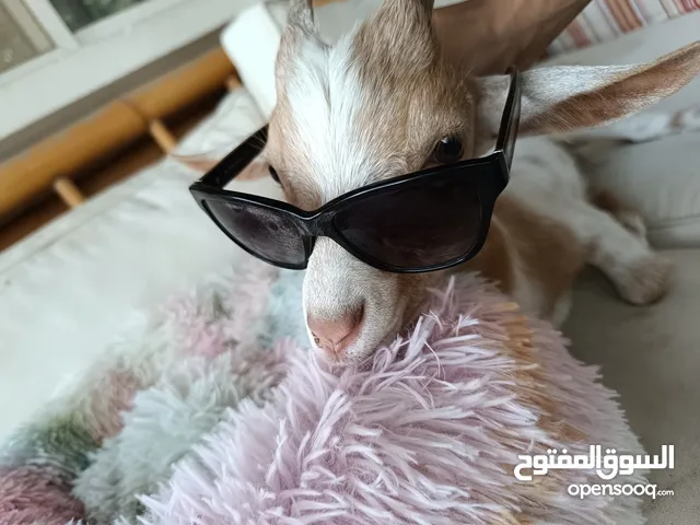 تيس قزم عمرة 7اشهر