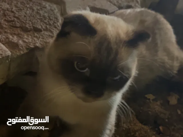 قط جميل جدا