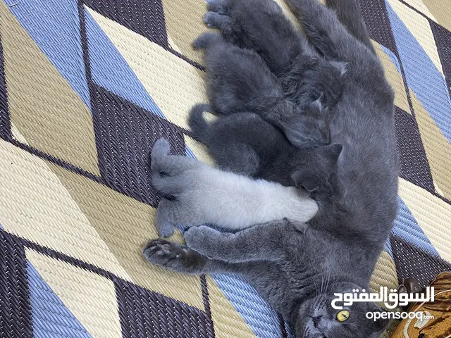 الام مع كتن عدد 2 ذكور ب100