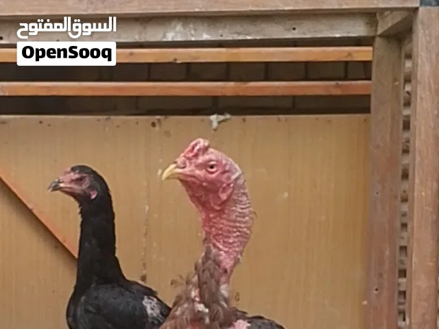 دجاج هراتي سعر مناسب بيع مستعجل