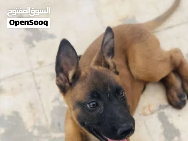 كلب مالينوا للبيع