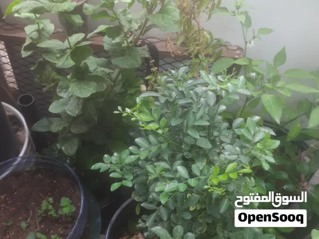 مطلوب شخص لمشاركة سكن حولي شارع تونس دوار صادق رجاء الاتصال لا يوجد رد علي الدردشة