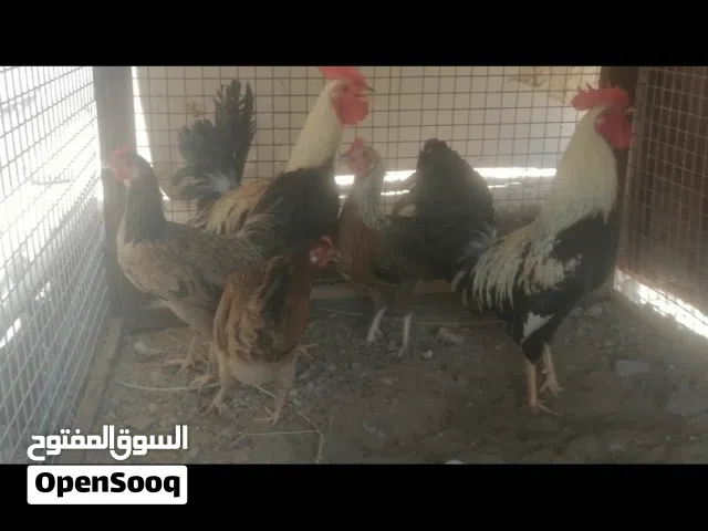 سلام عليكم قره لوصف