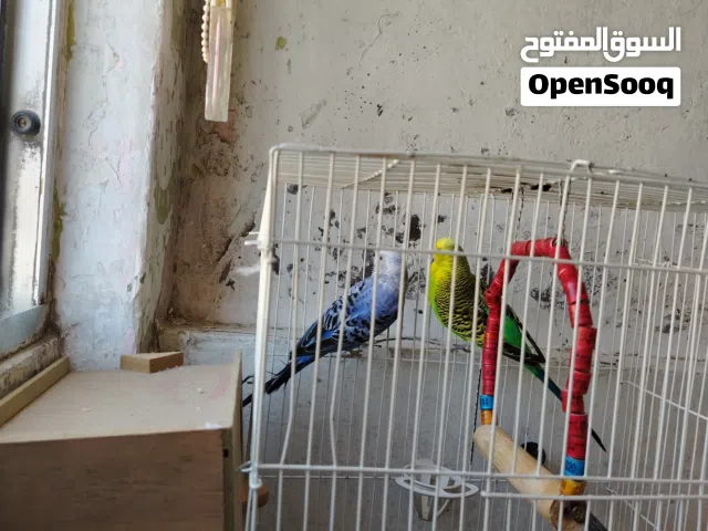 جوز حب تركيب جديد (جامبو)