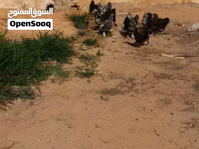 فلاليس عربي مضروب على البراهما