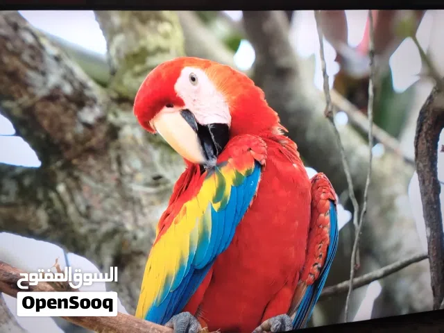 شاشه سامسونج 58 سمارت