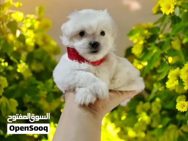 اشيك بنوته هافنيز ميني جميله جدا ماشاء الله
