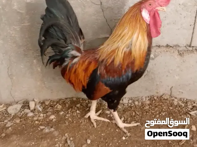السلام عليكم متاح ديوجة واحد عرب و 2 كويتيات