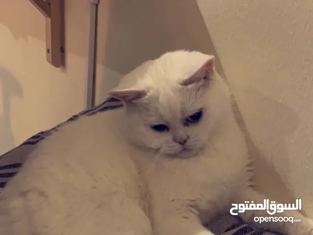 مطلوب قطه للتبني