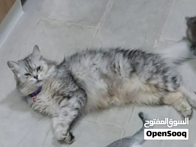 قطة شيرازية للتبني