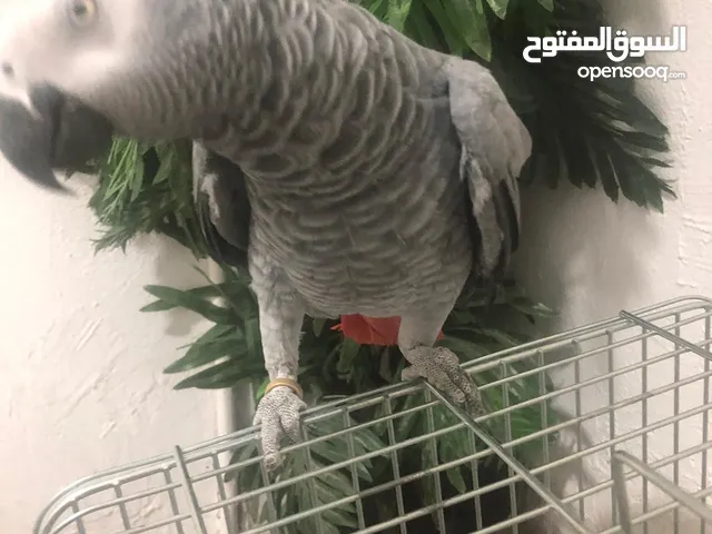 كاسكو هولندي التواصل وتساب فقط
