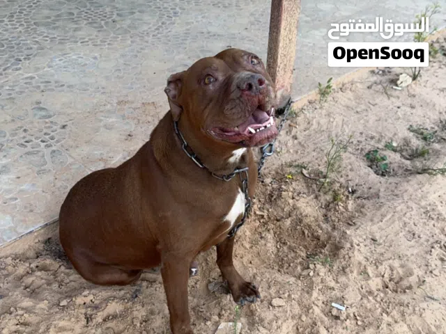 كلاب بيتبول