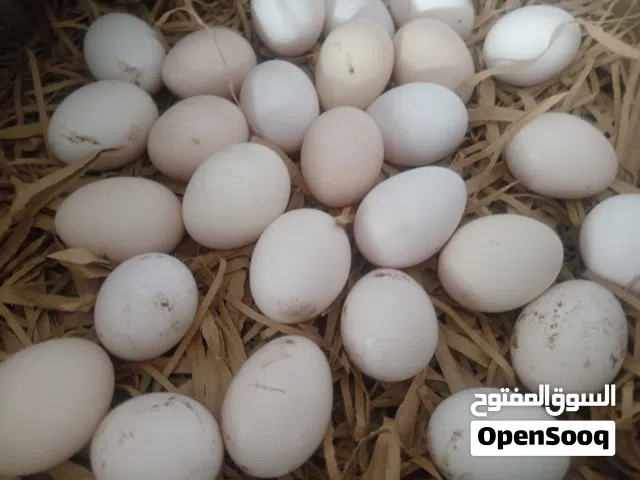 بيض دجاج بلدي مخصب