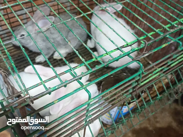 يوجد لدينا أرانب لحم وصغار للبيع فى مدينه دسوق كفر الشيخ للتواصل