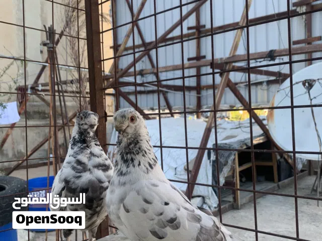 1-جوز ذباني تحته بيض  2-جوز يهودي تحته بيض 3-جوز عبسي تحته بيض 4-جوز باكستاني تحته فرح وبيض