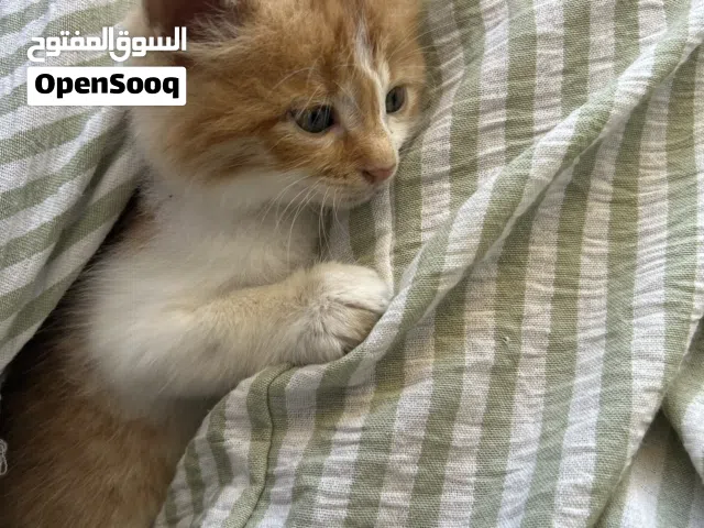 Baby cat FREE 1 month