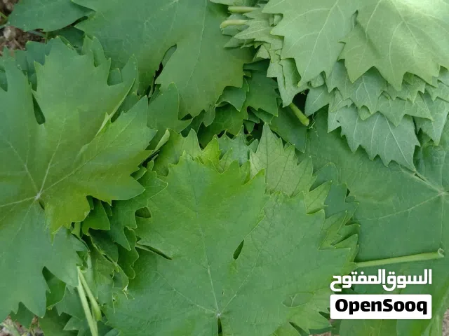 ورق دوالي للبيع