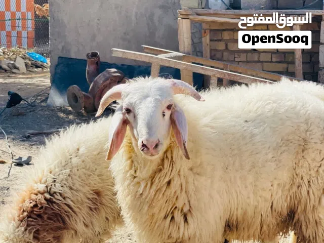 طليان درجه اوله ع 225 الواحد مال سنه