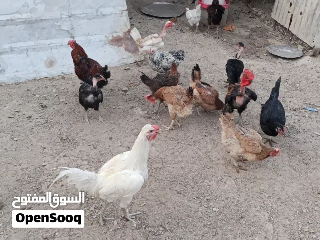 دجاج عرب اصلي للبيع الزوج الوصف مهم