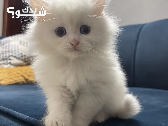 دباديب صغيرة للبيع
