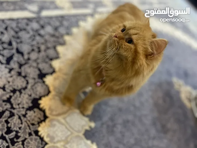 قطط هملايا قزم للبيع