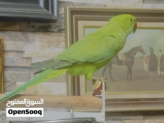 ببغاء الدرة الهندي ذكر العمر سنة اليف ويتكلم