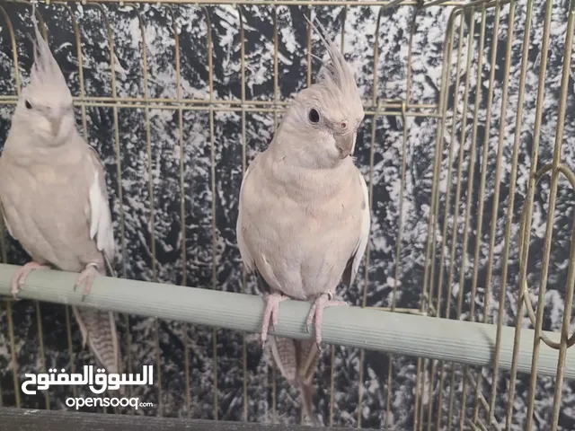 ببغاء وايت فيس