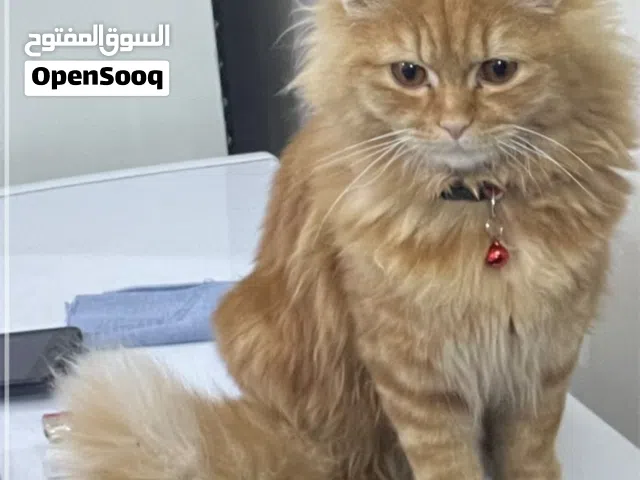 شيرازي ذكر عمر 7 اشهر ملقح