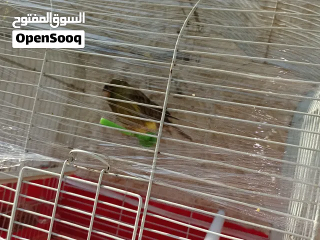 مطلوب طيره جوليستر