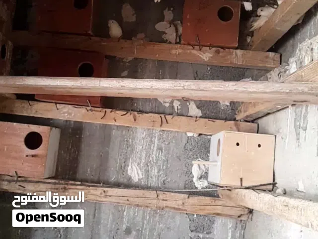 براكة للبيع بركديلو