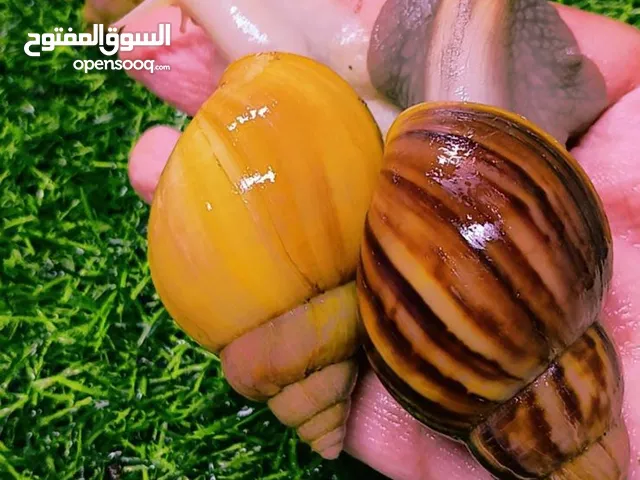 حلزون افريقي ممتع ولطيف