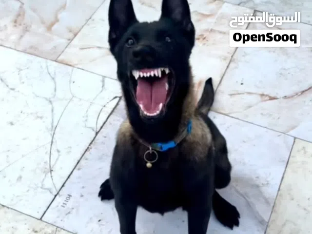 سلام عليكم ورحمة الله وبركاته جرو مالينو عمره 6شهور