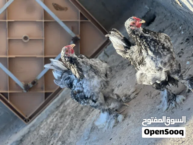 موجود زوز فراريج براهمي فولي العمر 3 اشهر و دجاجة سبرايت انيق العمر شهرين
