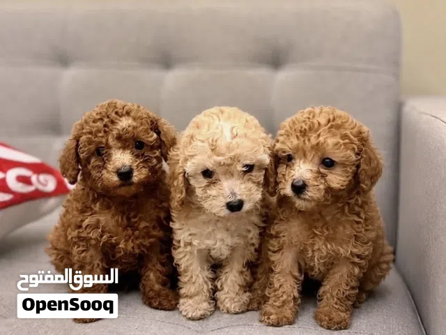 جراء Toy Poodle  – صحة ممتازة شهر و نصف قابل للتفاوض