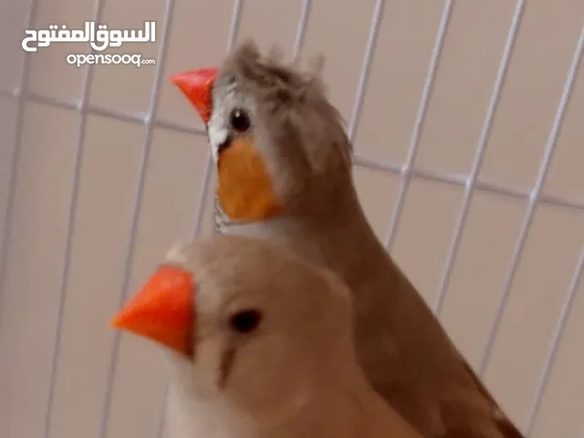 يوجد جوز زيبرا مشاءالله تبارك الرحمن اقرا الوف يبل ما تتصل