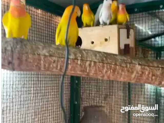لافبيرد ازوج منتجه