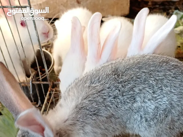 Rabbit for saleالارانب البحريني