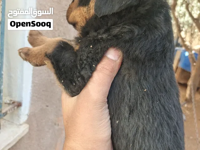 جراء روت وايلر اخر انثى