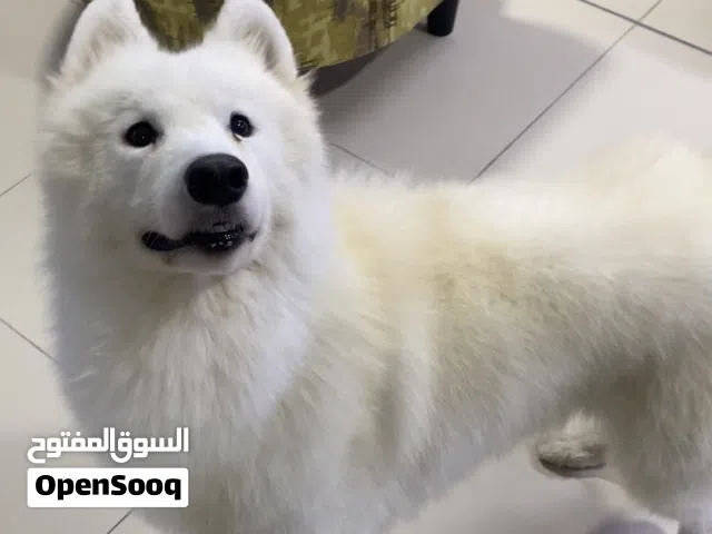 samoyed With FCI Pedigree top quality Male