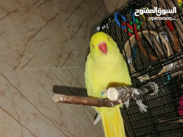 دره اصفر إنتاج اردني وحجل عين حمره دره ابيض  عين حمره دره رصاصي راس ابيض إنتاج اردني وحجل عين حمره