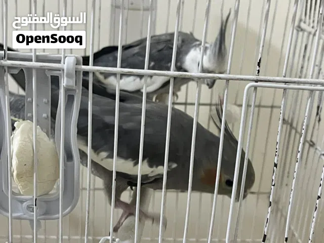 جوز كوكتيل وايت فيس و حبشي