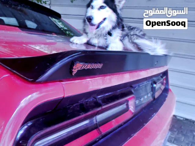 مطلوب تزاوج هاسكي نقي نثيه