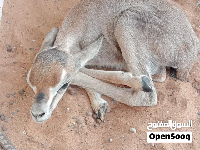 للبيع غزال دماني ذكر