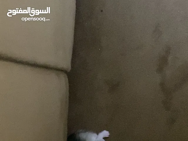 هامستر روسي
