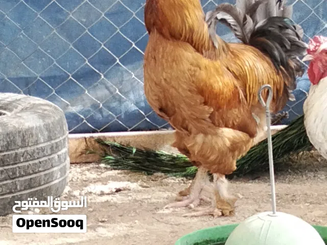 متوفر جميع أنواع الطيور بجودة عالية وأسعار منافسة