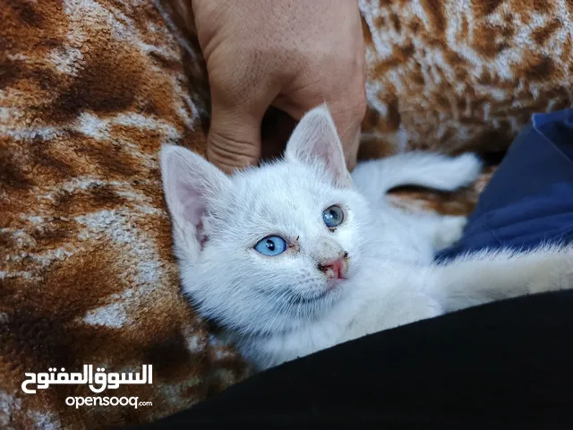 قطة شيرازي ابيض
