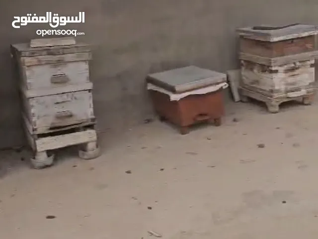خلية نحل للبيع